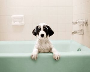 Plumbing tips for my home