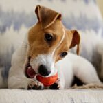 dog on chair with toy