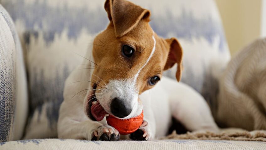 dog on chair with toy