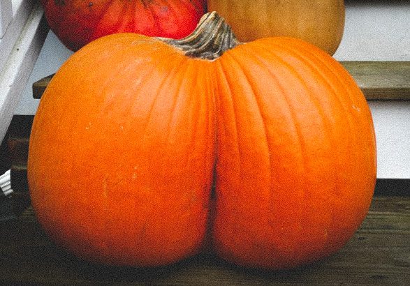 pumpkin